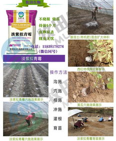 东方香蕉柑橘根线虫的药多少钱一袋
